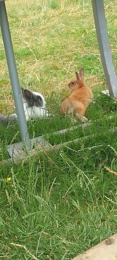 Service garde lapin