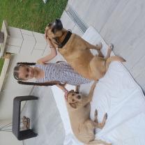 Service chien