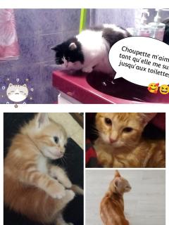 Service chat