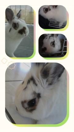Service garde lapin