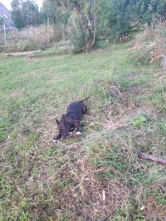 Service chien