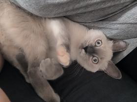 Service garde animaux