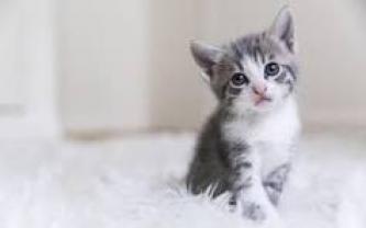Service garde animaux