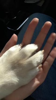 Service garde animaux