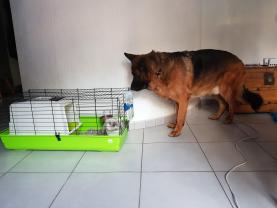 Service garde animaux