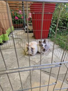 Service garde lapin