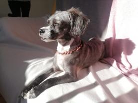 Service chien