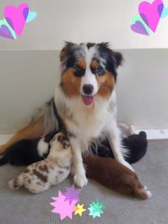 Service chien
