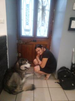 Service chien