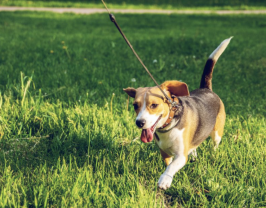 Service promeneur chien
