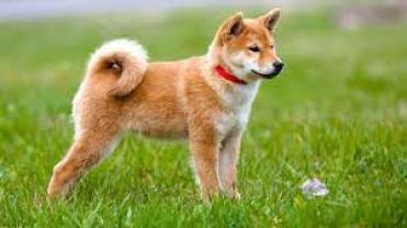 Service chien