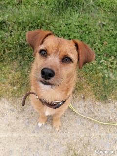 Service promeneur chien