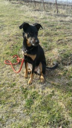 Service chien