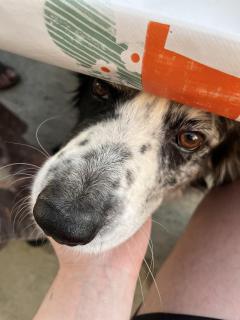 Service garde animaux