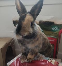 Service garde lapin