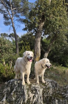 Service chien