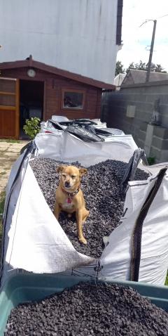 Service chien