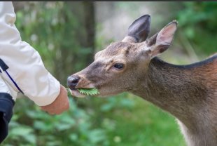 Service garde animaux