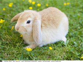 Service garde lapin