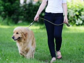 Service promeneur chien