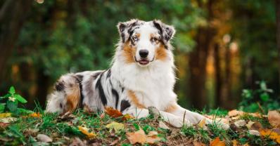 Service chien
