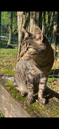 Service garde animaux