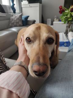 Service chien