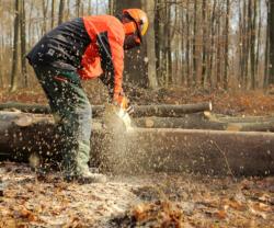 Service coupe de bois