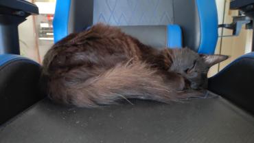 Service chat