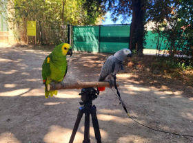 Service oiseaux