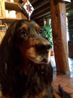 Service promeneur chien