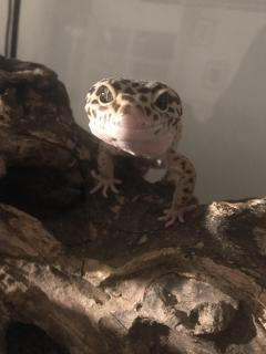 Service reptile