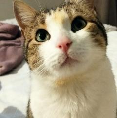 Service chat