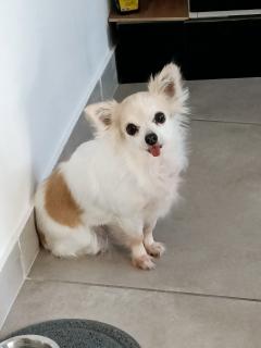 Service chien