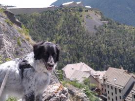 Service chien