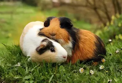 Service garde lapin entre particuliers (92)