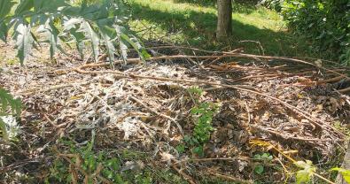 Service coupe de bois