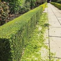 Service entretien jardin