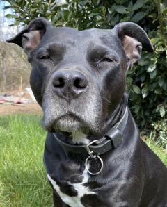 Service chien