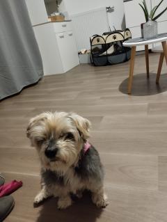 Service chien