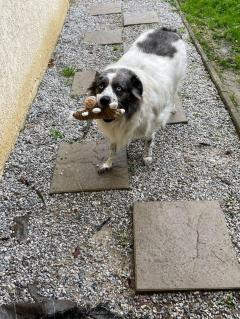 Service promeneur chien