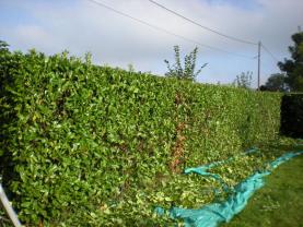 Service entretien espace vert