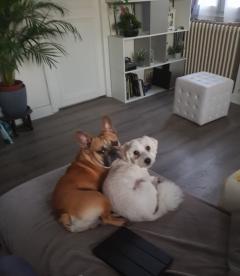 Service chien