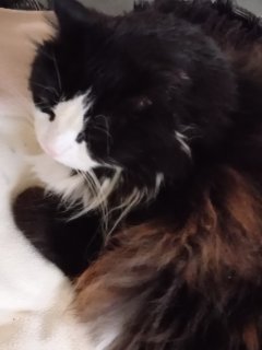 Service garde animaux