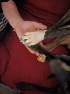 Service garde animaux