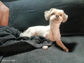 Service toilettage chien