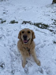 Service promeneur chien