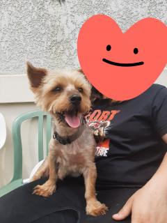 Service promeneur chien