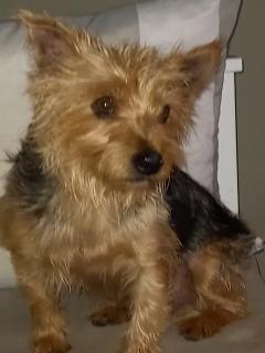 Service chien