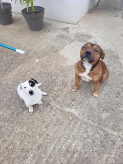 Service chien